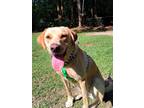 Adopt Hank a Tan/Yellow/Fawn Labrador Retriever / Mixed dog in Mobile