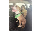 Adopt Roux a Tan/Yellow/Fawn American Pit Bull Terrier / Mixed Breed (Medium) /