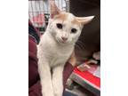 Adopt Jorge a Orange or Red Domestic Shorthair / Domestic Shorthair / Mixed cat