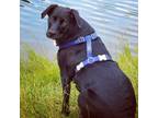 Adopt Zoey a Black - with White Labrador Retriever / Border Collie / Mixed dog
