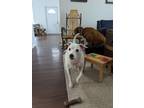 Adopt Fergus a White - with Gray or Silver Jack Russell Terrier / Mixed dog in