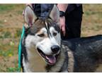 Adopt Abbott a Gray/Silver/Salt & Pepper - with Black Husky / Mixed dog in
