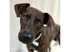 Adopt Aero a Brindle Mountain Cur / Mixed dog in Picayune, MS (38856694)