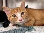 Adopt SIENNA a Orange or Red Domestic Shorthair / Domestic Shorthair / Mixed cat