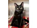 Adopt PRIUS a All Black Domestic Mediumhair / Domestic Shorthair / Mixed cat in