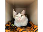 Adopt Meow Meow a White Domestic Shorthair / Domestic Shorthair / Mixed cat in