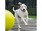 Adopt Domino a Black Mixed Breed (Medium) / Mixed dog in Atlanta, GA (38648343)