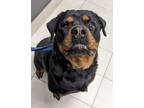 Adopt Samantha a Black - with Tan, Yellow or Fawn Rottweiler / Mixed dog in