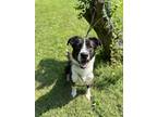 Adopt Kai a Black - with White Border Collie / Mixed Breed (Large) / Mixed dog