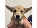 Adopt Anabelle a Mixed Breed (Medium) / Mixed dog in Rancho Santa Fe