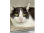 Adopt Zoey a Gray or Blue Domestic Shorthair / Domestic Shorthair / Mixed cat in