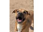 Adopt Marnie K37 7/18/23 a Brown/Chocolate American Pit Bull Terrier / Mixed dog