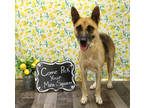 Adopt Pam K25 8/2/23 a Black German Shepherd Dog / Mixed dog in San Angelo