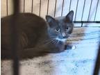 Adopt Smokie a Domestic Mediumhair (long coat) cat in Acworth, GA (38902181)