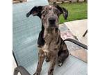 Adopt Jamba a Merle Mixed Breed (Medium) / Mixed dog in Rancho Santa Fe