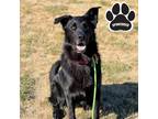 Adopt KAI a Black German Shepherd Dog / Mixed dog in Tangent, OR (38844501)