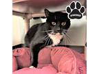 Adopt NACHO a All Black Domestic Shorthair / Domestic Shorthair / Mixed cat in