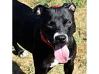 Adopt Cupcake a Black Labrador Retriever / Mixed dog in Waynesboro