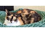 Adopt Daisy a Calico or Dilute Calico Calico / Mixed (short coat) cat in