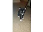Adopt Carol a Black (Mostly) American Shorthair / Mixed (short coat) cat in