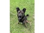 Adopt Poppy a Brown/Chocolate - with Black German Shepherd Dog / Mixed dog in