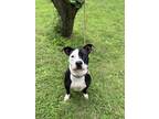Adopt Chewy a Black - with White Pit Bull Terrier / Mixed dog in Battle Ground