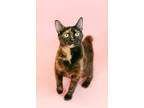 Adopt Reba a All Black Domestic Shorthair / Domestic Shorthair / Mixed cat in