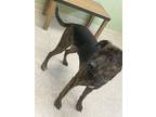 Adopt Zeus a Black American Pit Bull Terrier / Mixed dog in Huntingdon
