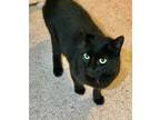 Adopt Blu a All Black Domestic Shorthair (short coat) cat in New York