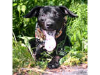 Adopt Tank a Black Labrador Retriever / Mixed dog in Amsterdam, NY (38905889)