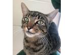 Adopt Gizmo a Domestic Shorthair / Mixed cat in Castlegar, BC (38839927)