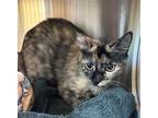 Adopt Katherine a Domestic Shorthair / Mixed cat in Norman, OK (38747323)