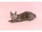 Adopt Evie a Gray or Blue Domestic Shorthair / Domestic Shorthair / Mixed cat in