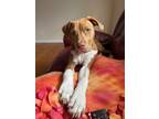 Adopt Chopper a Red/Golden/Orange/Chestnut - with White Pit Bull Terrier / Mixed