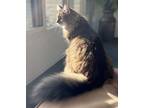 Adopt Coonie a Brown Tabby Maine Coon / Mixed (long coat) cat in Willow Street