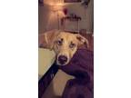 Adopt Bella a Tan/Yellow/Fawn - with White Husky / German Shepherd Dog / Mixed