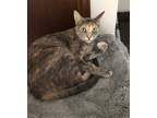 Adopt Athena a Calico or Dilute Calico Calico / Mixed (short coat) cat in