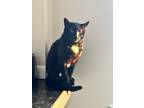 Adopt Anubis a Black (Mostly) Domestic Shorthair / Mixed (short coat) cat in