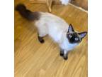 Adopt Kaya a Brown or Chocolate (Mostly) Ragdoll / Mixed (medium coat) cat in