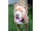 Adopt Mia a American Pit Bull Terrier / Mixed dog in Novato, CA (38770039)