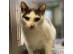Adopt Ursula a White Domestic Shorthair / Domestic Shorthair / Mixed cat in