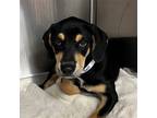 Adopt Basil a Mixed Breed (Medium) / Mixed dog in Rancho Santa Fe, CA (38913052)