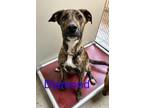 Adopt Diamond 122629 a Brindle Pit Bull Terrier / Husky dog in Joplin