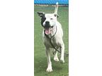 Adopt Freya a White American Pit Bull Terrier / Mixed dog in Shelby