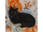 Adopt Bubblegum Kitten: BAZOOKA a All Black Domestic Shorthair / Mixed (short