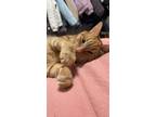 Adopt Goldie a Orange or Red Tabby Domestic Mediumhair / Mixed (medium coat) cat