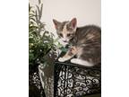 Adopt Lucy a Calico or Dilute Calico Calico (short coat) cat in granite falls