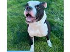 Adopt EVANGILINE a Boxer, Mixed Breed