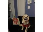 Adopt Archie a White - with Tan, Yellow or Fawn Golden Retriever / Mixed dog in