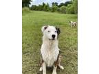 Adopt Maverick a Merle Anatolian Shepherd / Mixed dog in Mandeville